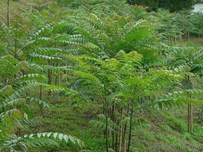 山東香椿樹苗 香椿樹苗基地價(jià)格 廠家 圖片