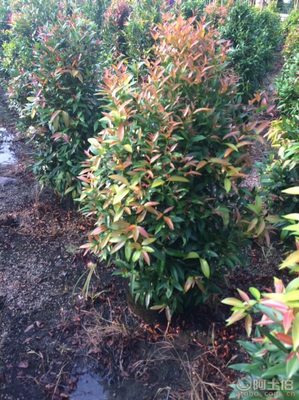 【江西綠化苗木袋苗紅車、農(nóng)戶種植】綠化苗木,價(jià)格,廠家,供應(yīng)商,花木,龍海市東泗興輝園藝場(chǎng) - 產(chǎn)品庫(kù)