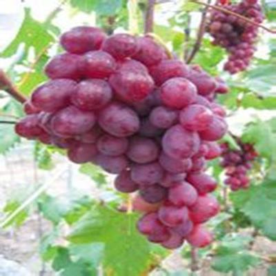 供應(yīng)【盧龍明杰葡萄木苗價(jià)格供應(yīng)貴州。】葡萄苗木廠家圖片_高清圖_細(xì)節(jié)圖-盧龍縣明杰葡萄樹苗種植場(chǎng) -