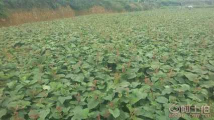 【成都獼猴桃苗純正品種#粗度1公分獼猴桃苗】獼猴桃苗,價(jià)格,廠家,供應(yīng)商,其他農(nóng)業(yè),雅安市名山區(qū)惠農(nóng)苗木種植農(nóng)民專業(yè)合作社 - 產(chǎn)品庫(kù)