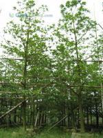 苗木批發(fā)-廣東低價苗木批發(fā)-長期供應(yīng)/求購各種規(guī)格苗木批發(fā)[供應(yīng)]_綠化苗木_世界工廠網(wǎng)中國產(chǎn)品信息庫