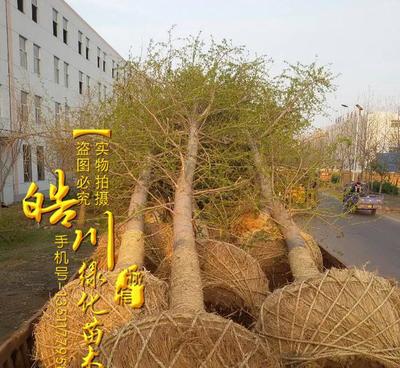 基地銀杏樹苗批發 綠化工程苗批發 銀杏樹樹苗價格 行道風景樹