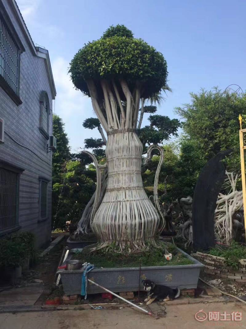 【造型小葉榕供應、基地直轄、造型優美】綠化苗木,價格,廠家,供應商,花木,龍海市東泗興輝園藝場 - 產品庫