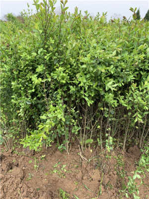 新野小葉女貞歡迎前來考察看苗