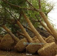 供應14公分優(yōu)質銀杏苗木|山東銀杏樹價格|12公分銀杏樹基地_傳媒、廣電_世界工廠網(wǎng)中國產(chǎn)品信息庫