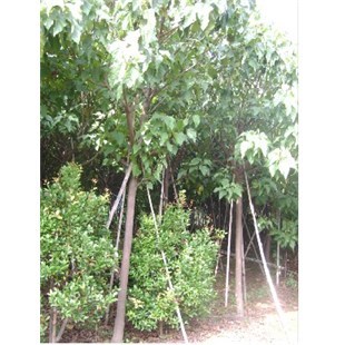 供應*廣西特甜火龍果苗-北流市富饒農(nóng)產(chǎn)品苗木銷售部