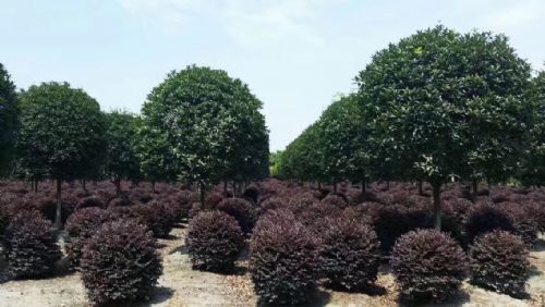 花卉苗木批發找哪家