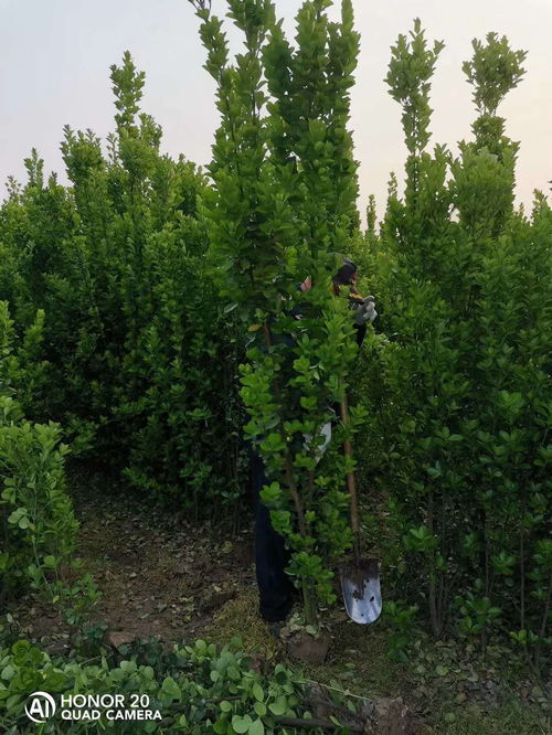 陜西省苗木基地1.5米北海道黃楊苗木工程專用 ,周口北海道黃楊樹苗