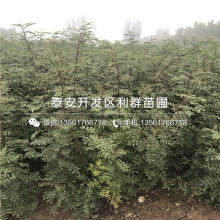 大紅袍花椒樹苗價格 大紅袍花椒樹苗公司 圖片 視頻