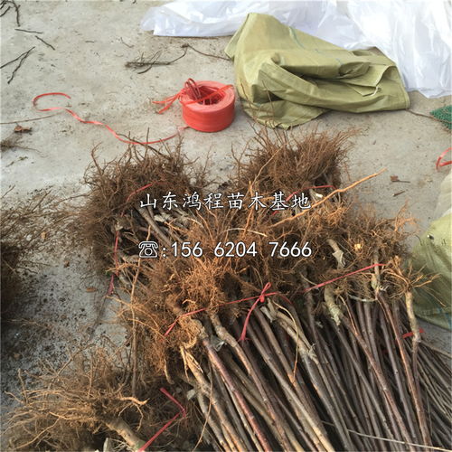 【山東大紫櫻桃苗、大紫櫻桃苗基地】- 