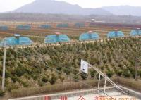 東北紅豆杉1-30年生 灌木、喬木 均有銷售[供應]_綠化苗木_世界工廠網中國產品信息庫