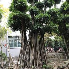 【造型小葉榕供應、基地直轄、造型優美】綠化苗木,價格,廠家,供應商,花木,龍海市東泗興輝園藝場 - 產品庫