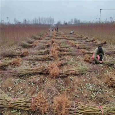 中華壽桃樹苗報價 浙江引進(jìn)中華壽桃樹苗