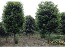 溫江鈞滔園林苗圃產(chǎn)品展示