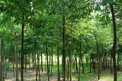 野生香樟|移栽骨架香樟-供應(yīng)香樟 -寧鄉(xiāng)縣光輝苗木場(chǎng) 產(chǎn)品展示(野生香樟、移栽骨架香樟、湖南綠化苗)-金泉網(wǎng)