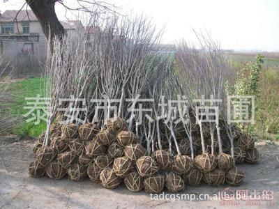 【批發(fā)石榴樹,泰安石榴苗,3公分石榴樹、薄殼核桃苗,5公分石榴樹】泰安市泰山區(qū)東城林果苗木繁育場(chǎng) - 產(chǎn)品庫(kù)