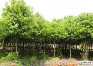 湖南綠化苗木--專業(yè)土球.香樟.羅漢松.紅花繼木.樂昌含笑_農(nóng)副產(chǎn)品_世界工廠網(wǎng)中國(guó)產(chǎn)品信息庫(kù)