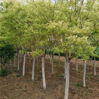 苗木基地 黃金槐 金枝國槐苗木 黃金槐苗木價格 規格齊全圖片_高清圖_細節圖