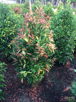 【江西綠化苗木袋苗紅車、農戶種植】綠化苗木,價格,廠家,供應商,花木,龍海市東泗興輝園藝場 - 產品庫