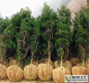 3.5米白皮松,苗木價格_3.5米白皮松,苗木廠家_世界工廠網(wǎng)產(chǎn)品信息庫