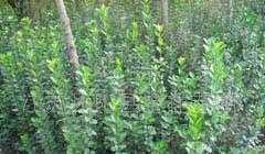 供應(yīng)綠化苗木:北海黃楊、大葉黃楊、小葉葉黃楊、衛(wèi)矛_農(nóng)副產(chǎn)品_世界工廠網(wǎng)中國產(chǎn)品信息庫