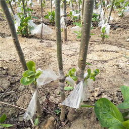 新聞熱點 平壩0.8公分 次郎甜 柿子苗生長習(xí)性 易成活易管理