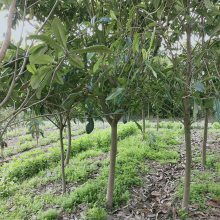 東臺市新街鎮(zhèn)勤茂園林苗木園