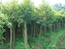 尖葉杜英 山杜英