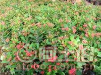 【泉州室內(nèi)綠化盆栽虎刺梅、質(zhì)優(yōu)價(jià)廉】綠化苗木,價(jià)格,廠家,供應(yīng)商,花木,龍海市東泗興輝園藝場(chǎng) - 產(chǎn)品庫(kù)