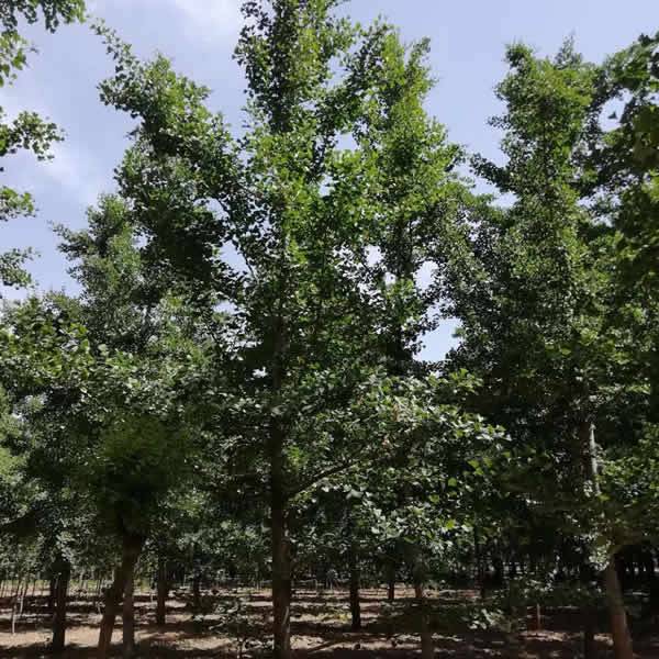 【12cm白果樹(shù)苗木價(jià)格 8cm白果樹(shù)苗木基地 霖松苗木圖片】12cm白果樹(shù)苗木價(jià)格 8cm白果樹(shù)苗木基地 霖松苗木 - 邳州市霖松苗木種植專業(yè)合作社