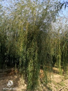 恭喜鴻運(yùn)園林苗木基地入駐苗木通平臺(tái) 專注于精品苗木