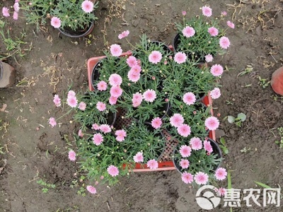 瑪格麗特花苗木基地直銷 高品質工程苗，私享優(yōu)惠報價