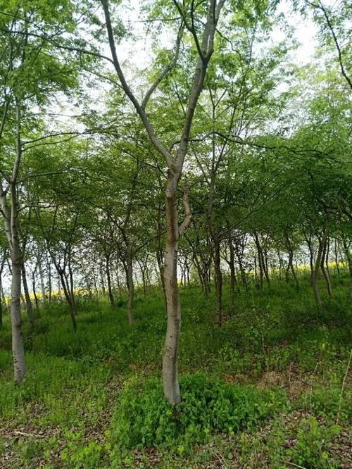 追求客戶滿意，打造苗木精品——祝賀肥西永和苗木入駐苗木通