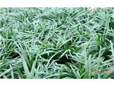 郴州市蘇仙區(qū)宏達草皮苗木基地 苗木產(chǎn)品展示