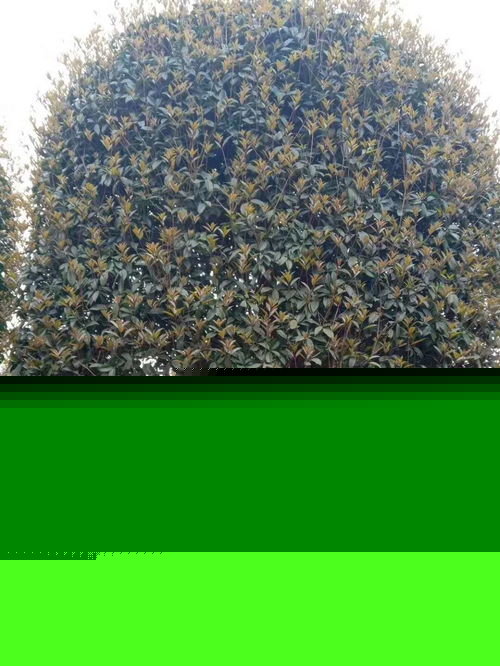 八月桂高分支產(chǎn)地直銷 工程綠化苗木的優(yōu)質選擇