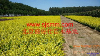 北京通州300畝苗圃 大量供應金葉女貞及30余種苗木，專業(yè)承接各類綠化工程