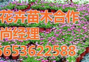 芳青花卉苗木 園林常用宿根花卉的優(yōu)質供應商