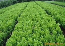 沭陽(yáng)縣長(zhǎng)樂(lè)綠化苗木場(chǎng) 苗木綠化與動(dòng)物毛鬃產(chǎn)品全覽