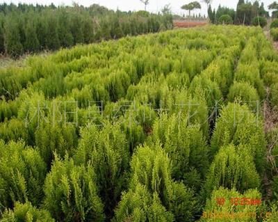 灌木與綠化苗木供應(yīng) 品種、價(jià)格與選購(gòu)指南