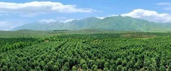 苗木產(chǎn)業(yè)的未來(lái)發(fā)展，必須點(diǎn)亮這四盞燈！