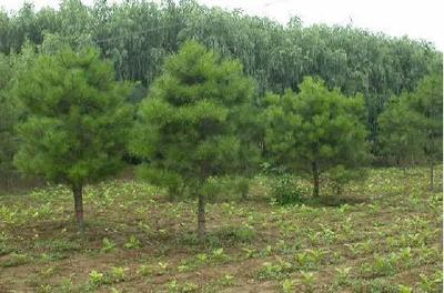 苗木行業(yè)或?qū)⒂瓉?lái)“黃金十年”發(fā)展機(jī)遇