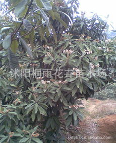 低價(jià)供應(yīng)枇杷種子，價(jià)格優(yōu)惠，量大從優(yōu)