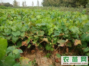 探索果樹(shù)苗的世界 從廠商選擇到優(yōu)質(zhì)資源獲取指南